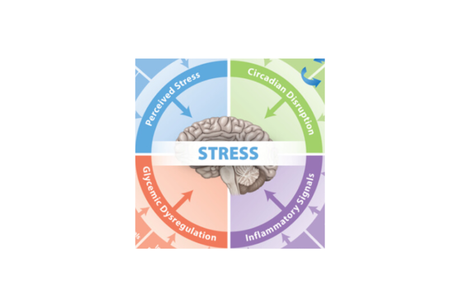 4 typer av stress: upplevd stress, cirkadiansk påverkan, inflammatoriska signaler, glykemisk dysreglering
